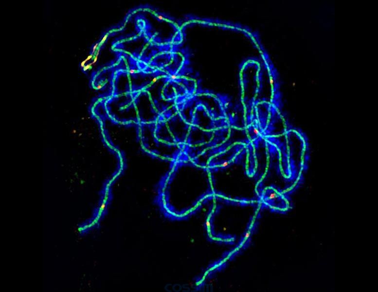 擬南芥減數(shù)分裂細(xì)胞
